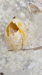 Meleagris gallopavo osceola