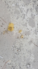 Meleagris gallopavo osceola