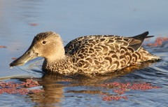 Cape Shoveler photo 2