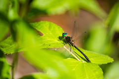 Dorocordulia lepida
