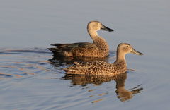 Cape Shoveler photo 4