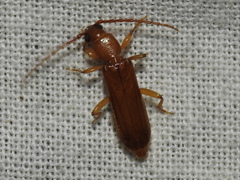 Smodicum cucujiforme