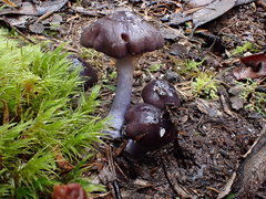 Thaxterogaster submagellanicus