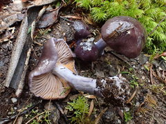 Thaxterogaster submagellanicus