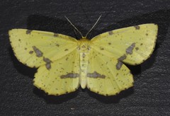 Xanthotype urticaria