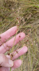 Juncus dubius