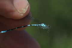 Coenagrion interrogatum