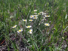 Erigeron caespitosus