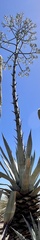 Agave