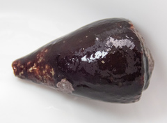 Conus rattus