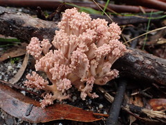 Ramaria botrytoides