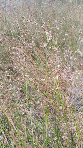 Image of Juncus dubius by (c) Millie Basden, some rights reserved (CC BY)