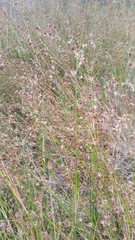 Juncus dubius