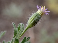 Vittadinia dissecta hirta