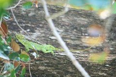 Anolis baleatus