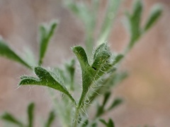 Vittadinia dissecta hirta