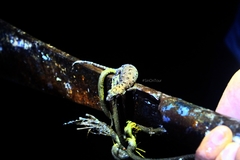 Dixonius