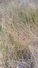 Juncus dubius