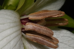 Trillium simile