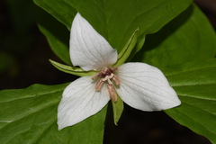 Trillium simile