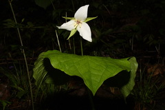 Trillium simile