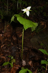Trillium simile