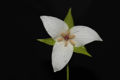 Trillium simile
