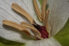 Trillium simile
