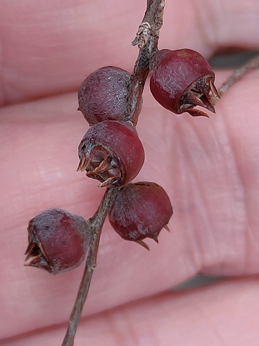 Image of Gaudium glaucescens by (c) Tony van Kampen, some rights reserved (CC BY)