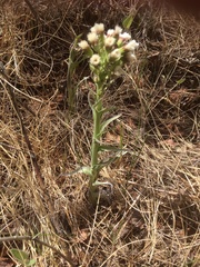Petasites frigidus palmatus
