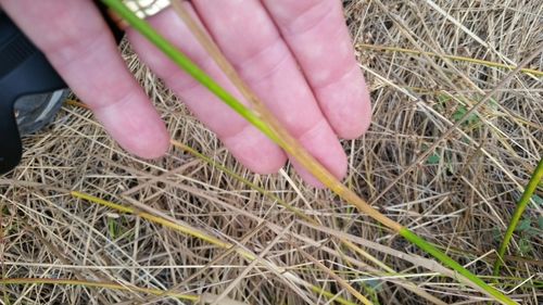 Image of Juncus dubius by (c) Millie Basden, some rights reserved (CC BY)