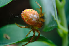 Araniella displicata