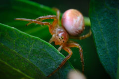 Araniella displicata