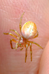 Araniella displicata