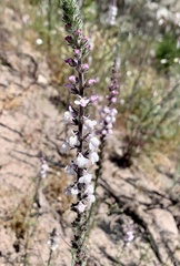 Sairocarpus coulterianus