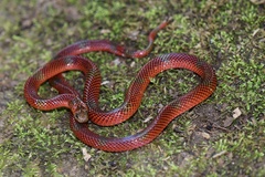 Micrurus langsdorffi