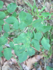 Ligusticum canadense