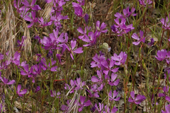 Clarkia biloba