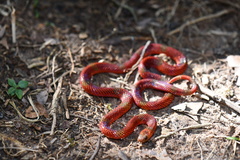 Micrurus langsdorffi