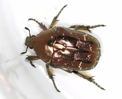 Protaetia brevitarsis
