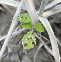 Mycosphaerella impatientis