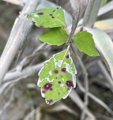 Mycosphaerella impatientis