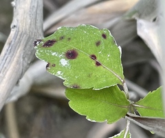 Mycosphaerella impatientis