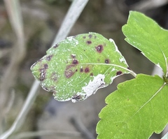 Mycosphaerella impatientis