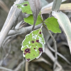 Mycosphaerella impatientis