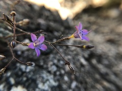Gilia ochroleuca