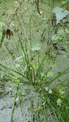 Cyperus haspan