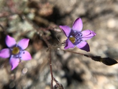 Gilia ochroleuca