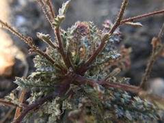 Gilia ochroleuca