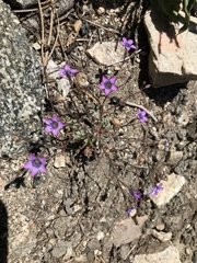 Gilia ochroleuca